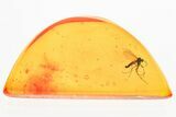 Detailed Fossil Fungus Gnat (Mycetophilidae) In Baltic Amber #357839-1